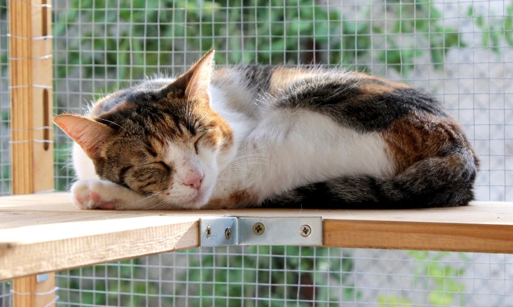 7 Things To Consider When Building a Catio